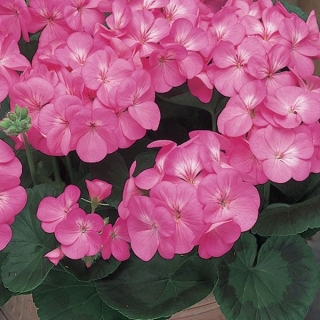 Пеларгония зональная Маверик Пинк [1000 шт] (инкруст. семена) - ООО «Семена Тут»