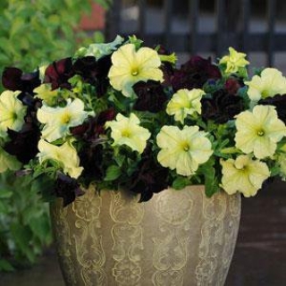 Петуния грандифлора Софистика Блекберри энд Лайм Грин [100 драже] - ООО «Семена Тут»