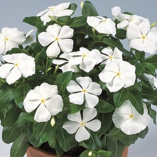 Катарантус Виктори Пьюр Вайт [100 шт] - ООО «Семена Тут»