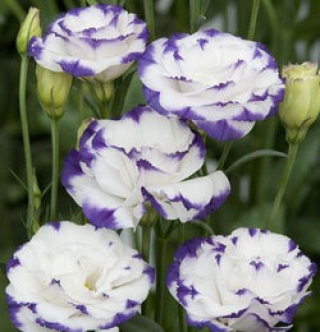 Эустома Супер Мэджик Капри Блю Пикоти [1000 шт] - ООО «Семена Тут»