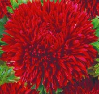 Астра игл Эсмеральда - ООО «Семена Тут»