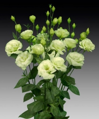 Эустома Супер Мэджик Лайт Грин [250 шт] - ООО «Семена Тут»