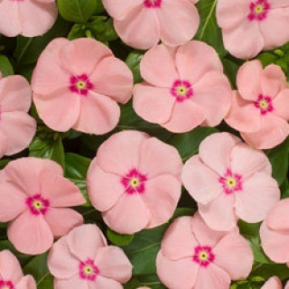 img-0: Катарантус Хитвэйв Пич [100 шт] - ООО «Семена Тут»