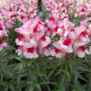 Львиный зев Снэппи Орхид Флейм [1000 шт] - ООО «Семена Тут»