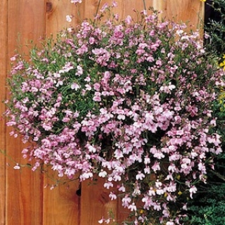 Лобелия плетистая Лиловый фонтан - ООО «Семена Тут»