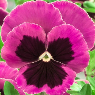 Виола крупноцветковая Экстрада Пинк виз Блотч  [1000 шт] - ООО «Семена Тут»