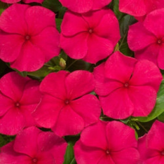 Катарантус Хитвэйв Ред [100 шт] - ООО «Семена Тут»