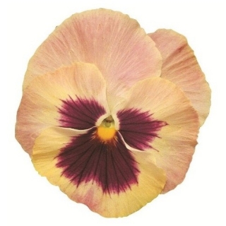 Виола крупноцветковая Экстрада Пич Шейдес виз Блотч  [1000 шт]* - ООО «Семена Тут»