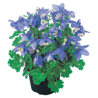 Аквилегия Камео  Блю энд Вайт [500 шт] - ООО «Семена Тут»