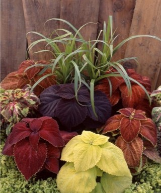 img-1: Колеус Джиант Эксибишен Микс [1000 шт] - ООО «Семена Тут»