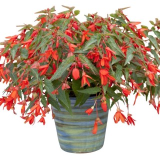 Бегония боливийская Босса Нова Оранж [100 драже] - ООО «Семена Тут»