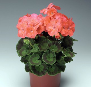 img-2: Пеларгония зональная Пинто Премиум Салмон Сплеш [1000 шт] (инкруст. семена) - ООО «Семена Тут»