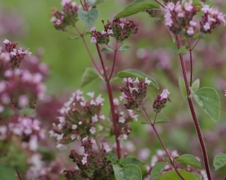 img-1: Душица Органза - ООО «Семена Тут»