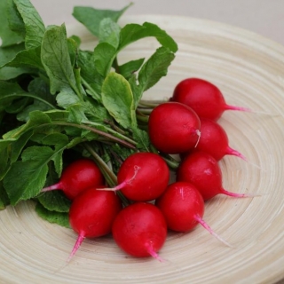 img-0: Редис Рембо F1 - ООО «Семена Тут»