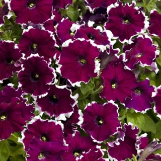 Петуния мультифлора Кэнди Пикоти Бургунди [1000 драже] - ООО «Семена Тут»