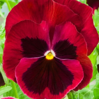 Виола крупноцветковая Экстрада Ред виз Блотч  [100 шт] - ООО «Семена Тут»