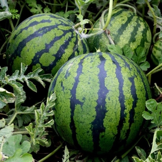 Арбуз Ница  (инкруст.семена) - ООО «Семена Тут»