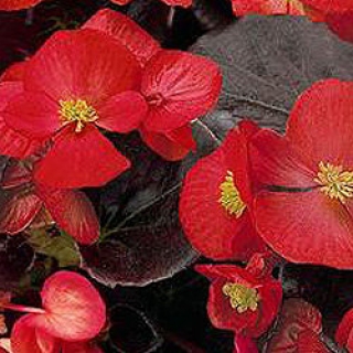 Бегония вечноцветущая Сенатор Скарлет [5000 шт] - ООО «Семена Тут»