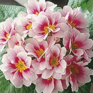 img-1: Примула Данова Биколор Пинк [1000 шт] - ООО «Семена Тут»