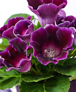 Глоксиния Импресс Парпл [250 драже] - ООО «Семена Тут»