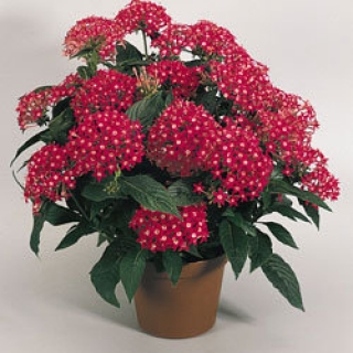 Пентас Нью Лук Ред [1000 драже] - ООО «Семена Тут»