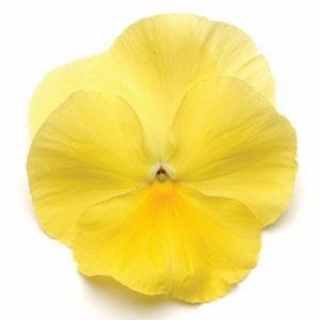 Виола крупноцветковая Матрикс Лемон [100 шт] - ООО «Семена Тут»