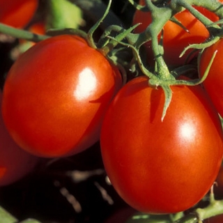 Томат Кадет - ООО «Семена Тут»