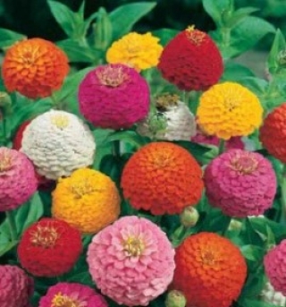 Цинния Лиллипут Микс [5 гр] - ООО «Семена Тут»