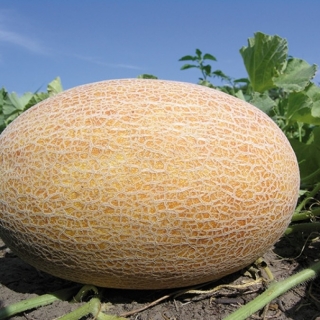 Дыня Бизан F1 - ООО «Семена Тут»