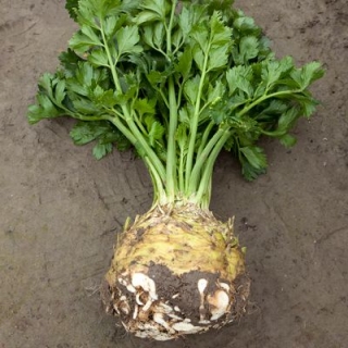 Сельдерей Президент корневой - ООО «Семена Тут»