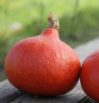 img-0: Тыква Керлинг F1 - ООО «Семена Тут»