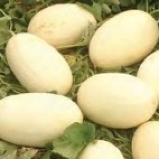 Дыня Портоальто F1 - ООО «Семена Тут»