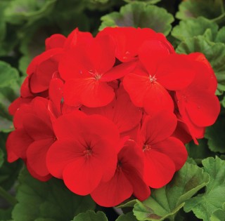img-0: Пеларгония зональная Пинто Премиум Дип Ред [1000 шт] (инкруст. семена) - ООО «Семена Тут»