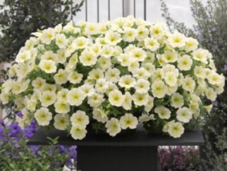 img-2: Петуния ампельная Опера Лемон [100 драже] - ООО «Семена Тут»