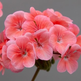 Пеларгония зональная Горизонт Шедоу Салмон [100 шт] (инкруст. семена) - ООО «Семена Тут»