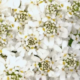 img-0: Иберис Вистлер F1 Вайт [250 шт] - ООО «Семена Тут»