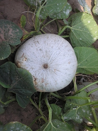 img-1: Тыква крупноплодная Изящная - ООО «Семена Тут»