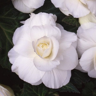 Бегония клубневая Америгибрид Роузформ Вайт [500 драже] - ООО «Семена Тут»