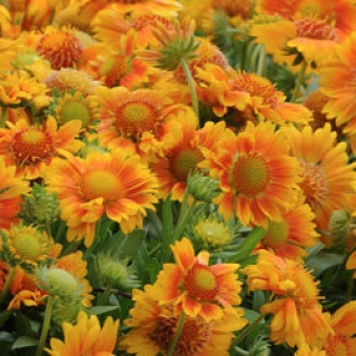 Гайлардия Меса Пич [500 шт] - ООО «Семена Тут»