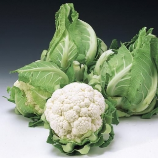 Капуста цветная Кортэс F1 - ООО «Семена Тут»