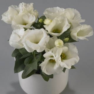 Эустома Кармен Айвори [1200 драже] - ООО «Семена Тут»