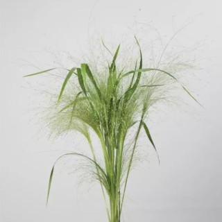 img-0: Просо Фростед Эксплоужн [100 м/драже] - ООО «Семена Тут»