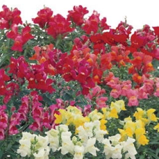 Львиный зев Флорал Шауэрс Микс [100 шт] - ООО «Семена Тут»