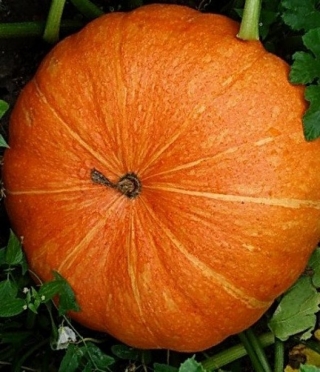 img-1: Тыква крупноплодная Улыбка - ООО «Семена Тут»