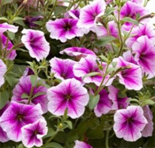 img-1: Петуния ампельная Опера Парпл Вейн [250 драже] - ООО «Семена Тут»