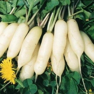 Редис Осенний гигант (фракция 2,0-3,0 мм) - ООО «Семена Тут»