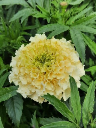 img-1: Бархатцы прямостоячие Вайтголд Макси [100 шт] - ООО «Семена Тут»