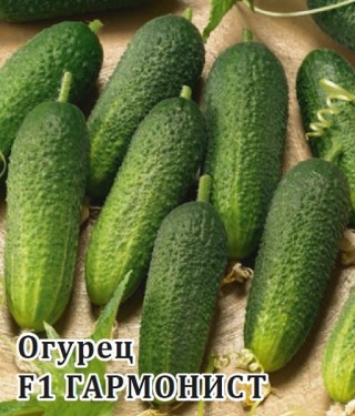 img-1: Огурец Гармонист F1 - ООО «Семена Тут»