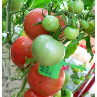 img-0: Томат Иваныч F1 - ООО «Семена Тут»