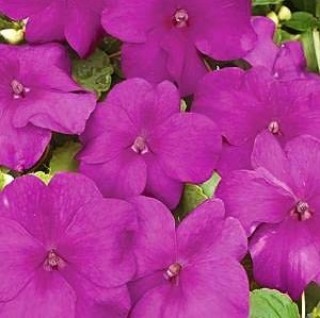 img-1: Бальзамин Экстрим F1 Виолет [1000 шт] - ООО «Семена Тут»